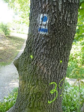 Fällmarkierung am Markierungsbaum (Rückseite) mit Nummer?